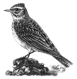 Photo of a lark (bird)